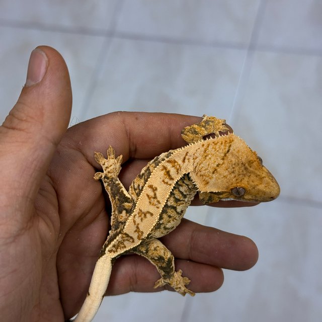 Normal 100% Het Axanthic