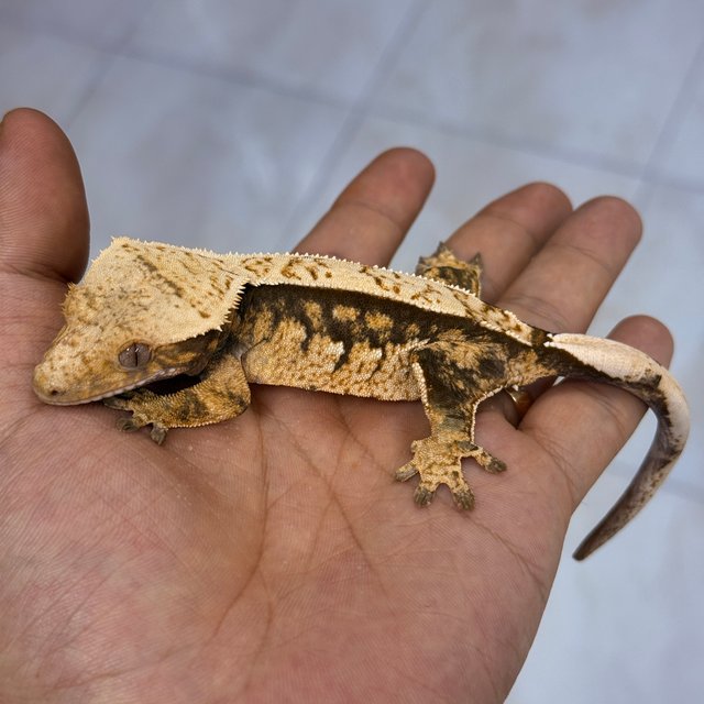100% Het Axanthic Normal