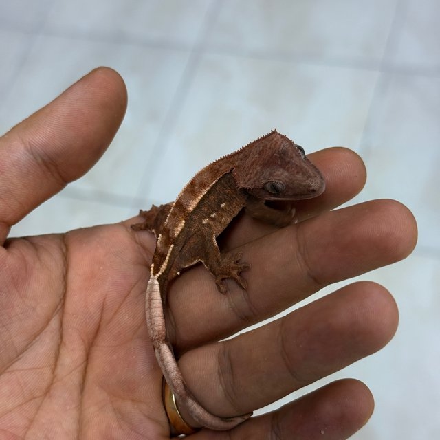 Chocho