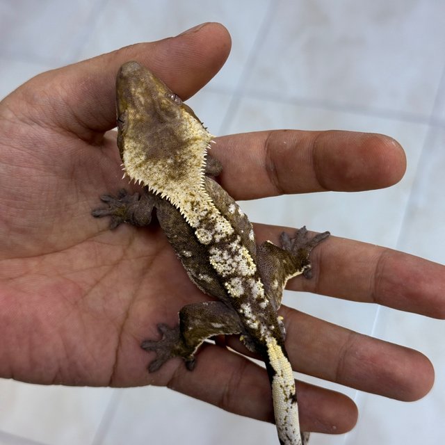 Axanthic
