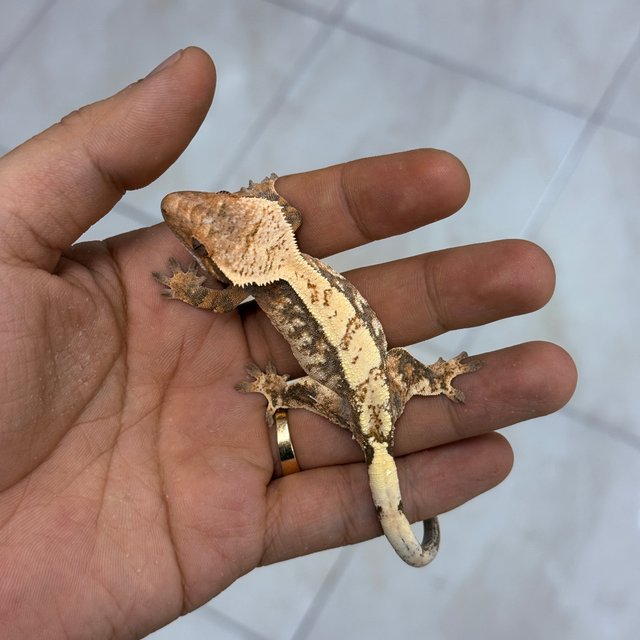 세이블 100%헷아잔틱