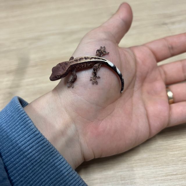 카푸치노