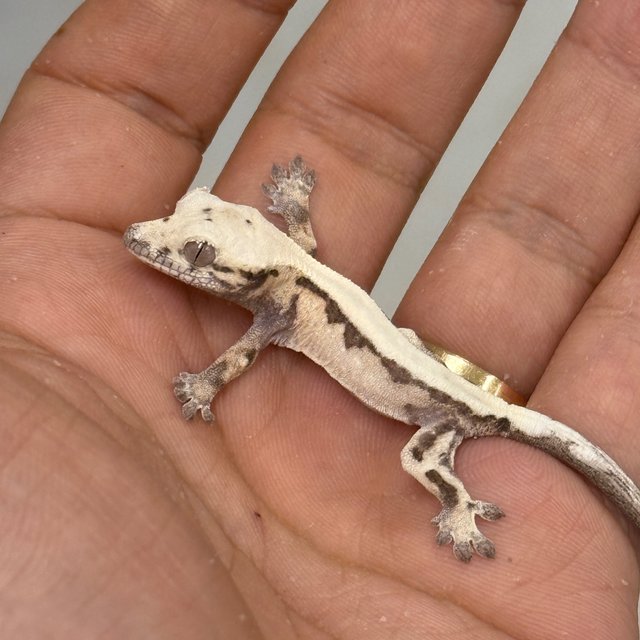 100% Het Axanthic Super Sable LW