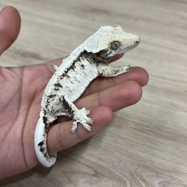 노멀