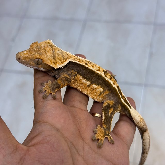 Normal 100% Het Axanthic