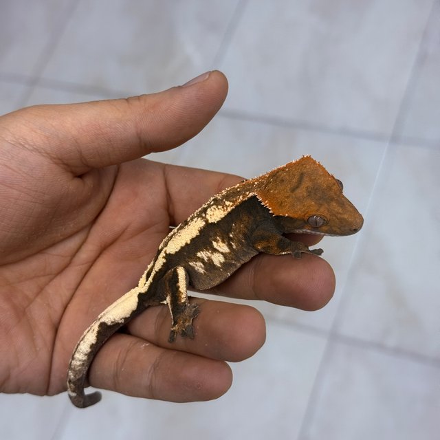 세이블 100%헷아잔틱