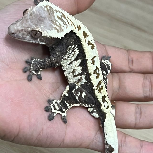 카푸치노