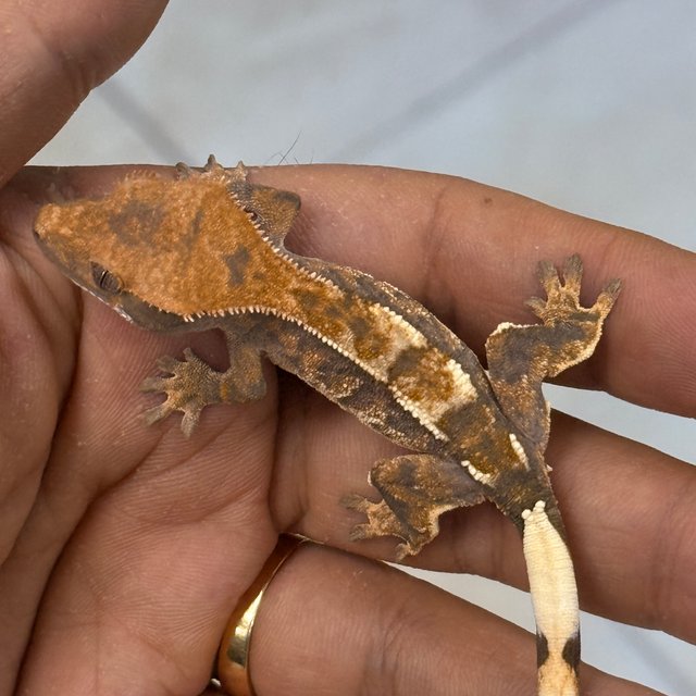 Cappuccino 100% Het Axanthic