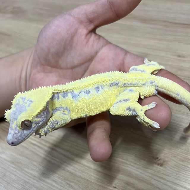 프라푸치노