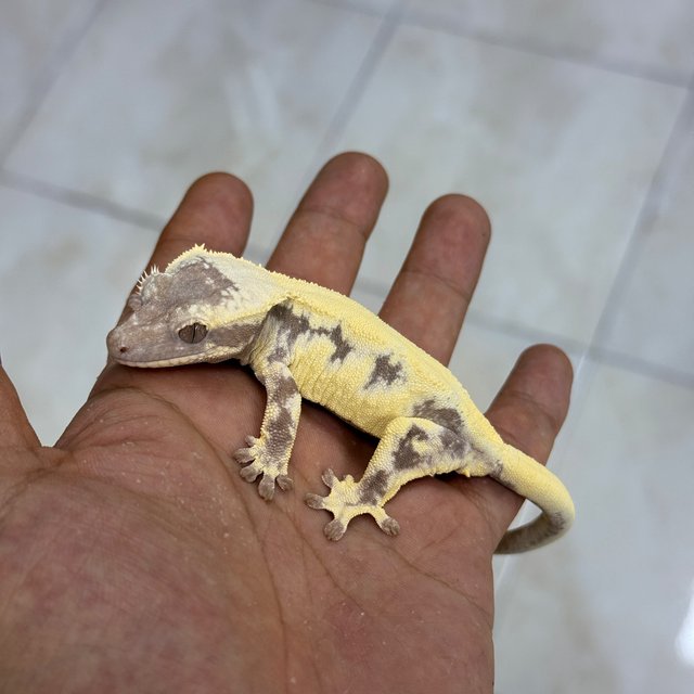 LW Sable Axanthic