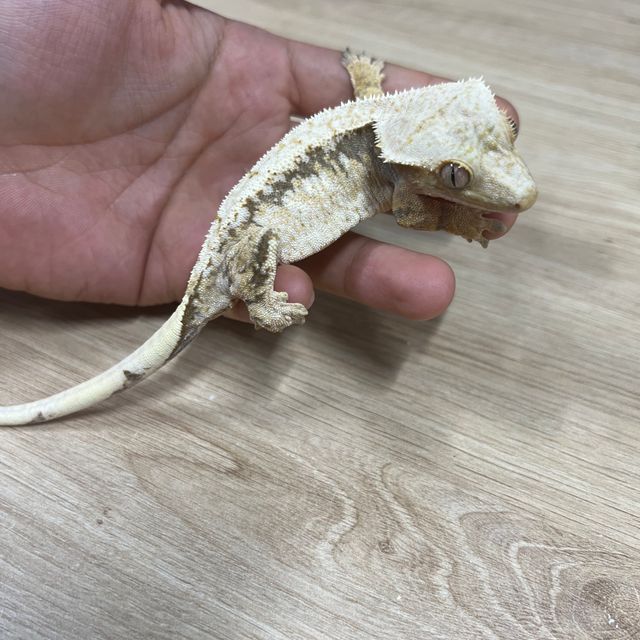 Normal Tri