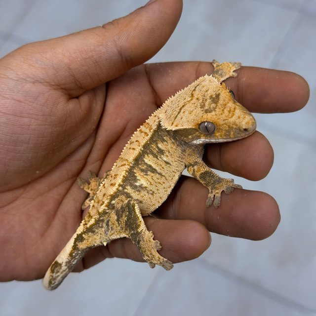 100% Het Axanthic Normal