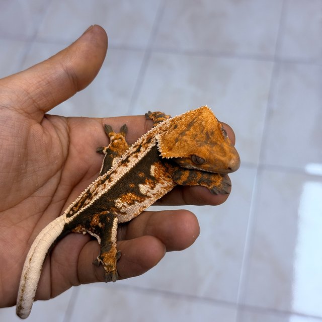 100% Het Axanthic Normal