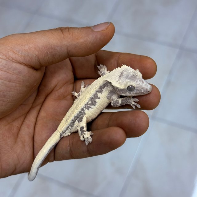Axanthic LW Sable