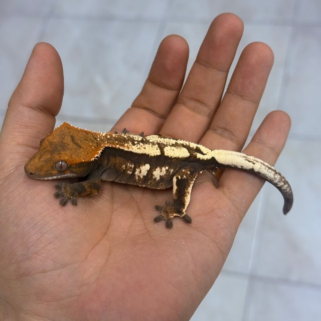 세이블 100%헷아잔틱