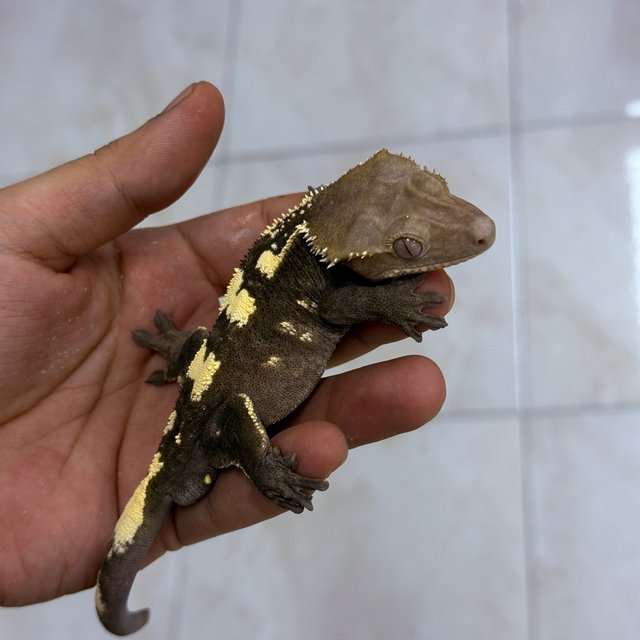 Sable Axanthic