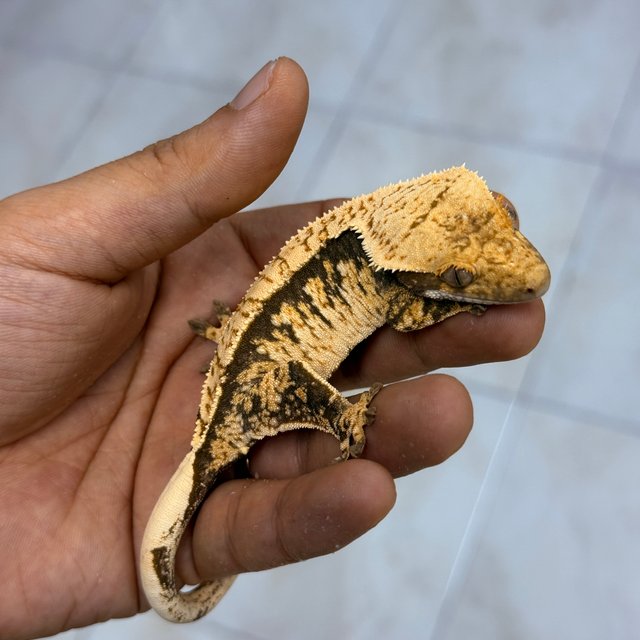 Normal 100% Het Axanthic