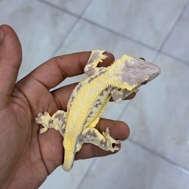100% Het Axanthic LW Sable