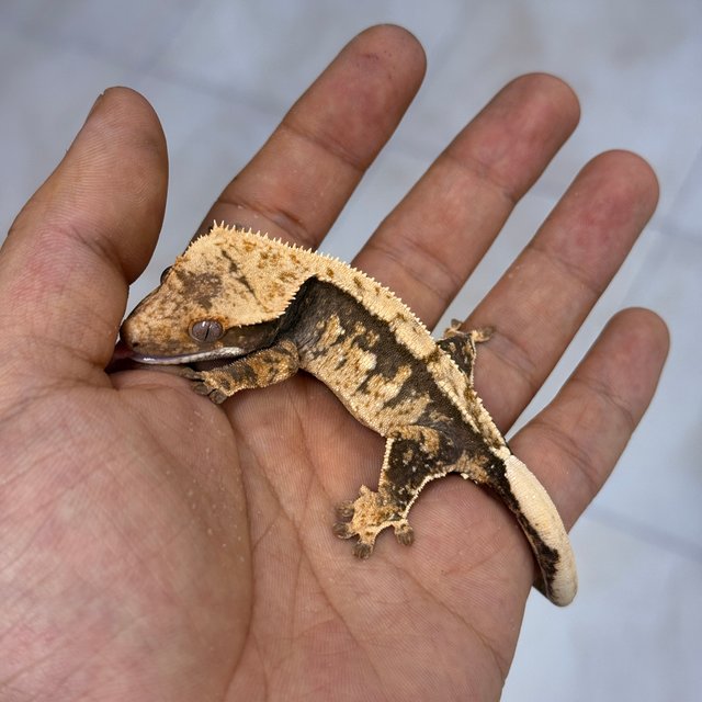 100% Het Axanthic Normal