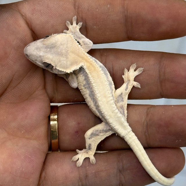LW Sable 100% Het Axanthic