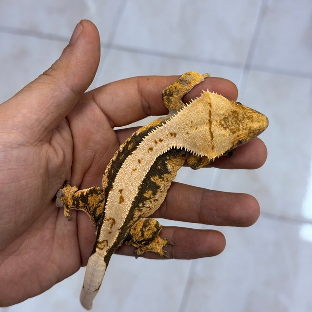 100%헷아잔틱 노멀