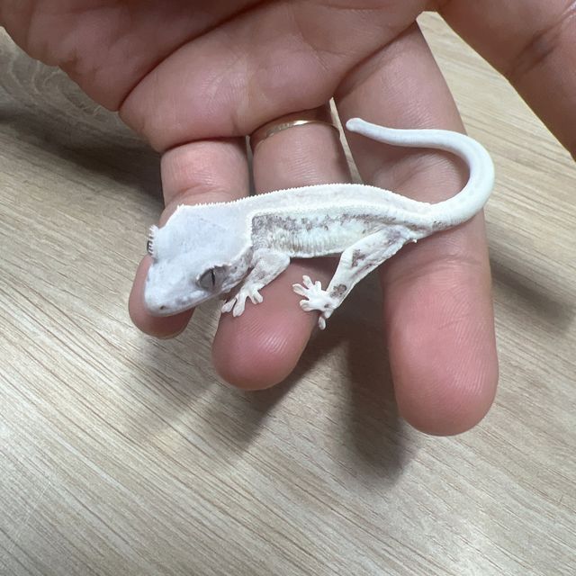 릴리화이트 카푸치노 프라푸치노