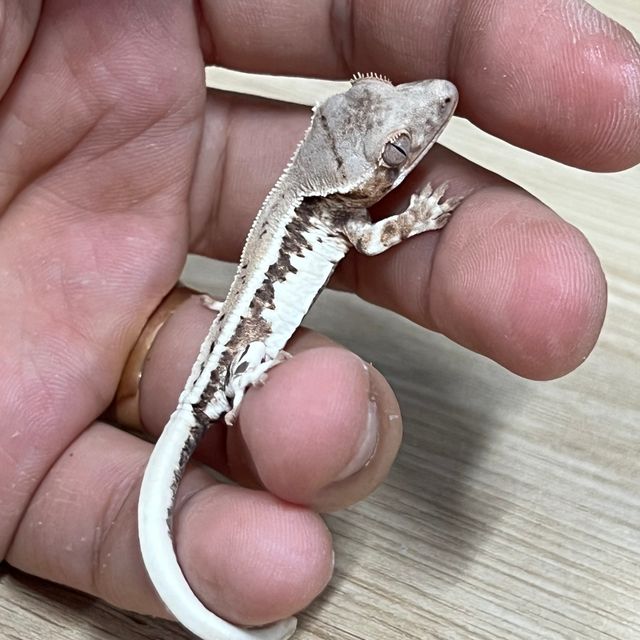 프라푸치노