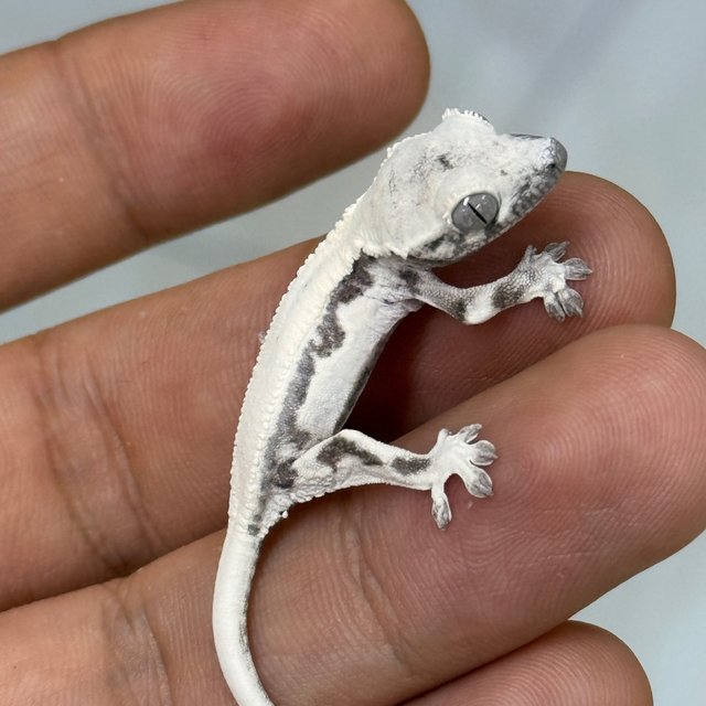 LW Sable Axanthic