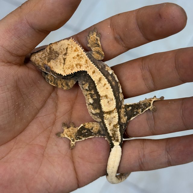 100% Het Axanthic Normal