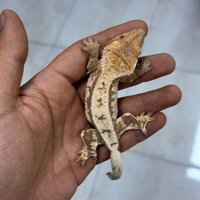 100% Het Axanthic Sable
