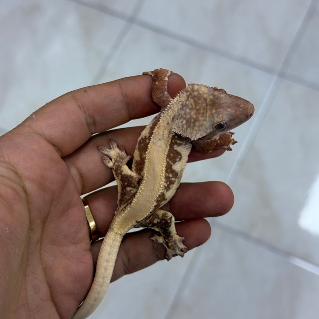 Lilly White Chocho