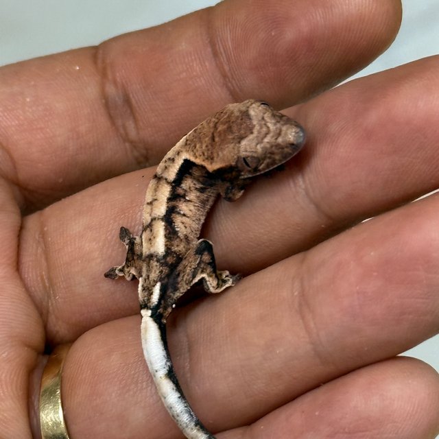 세이블 100%헷아잔틱