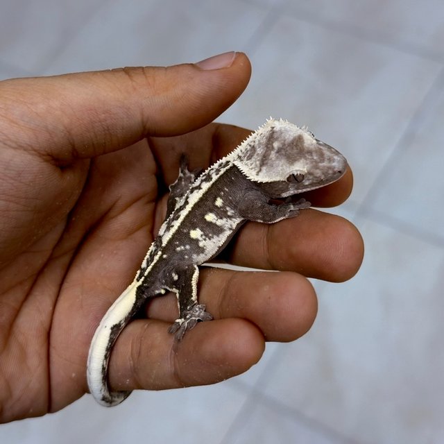 Axanthic