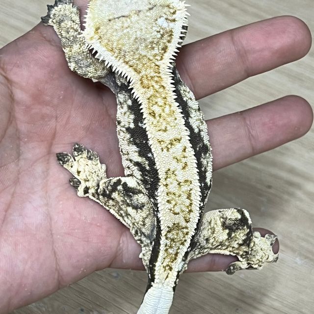 노멀