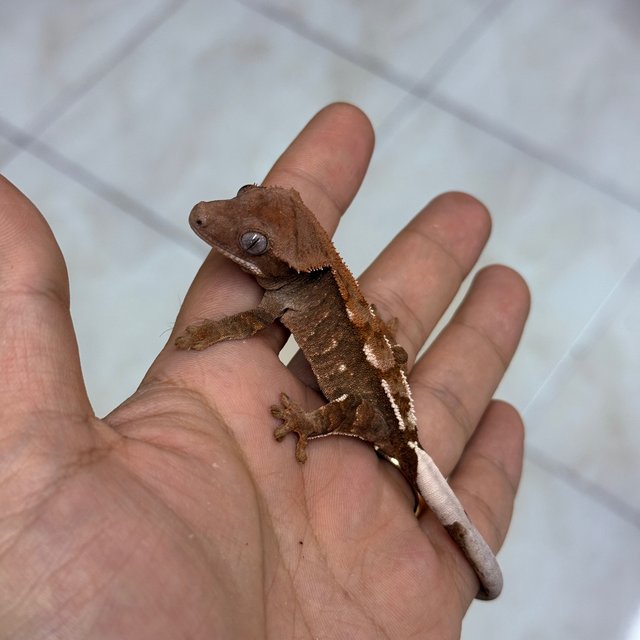 Chocho