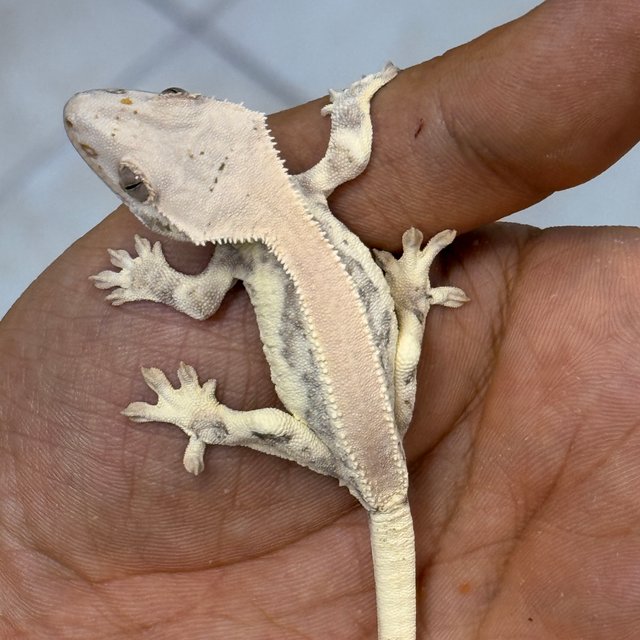 Lilly White