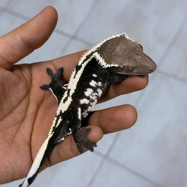 Axanthic