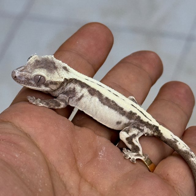 Super Sable LW Axanthic