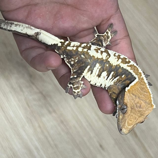 카푸치노