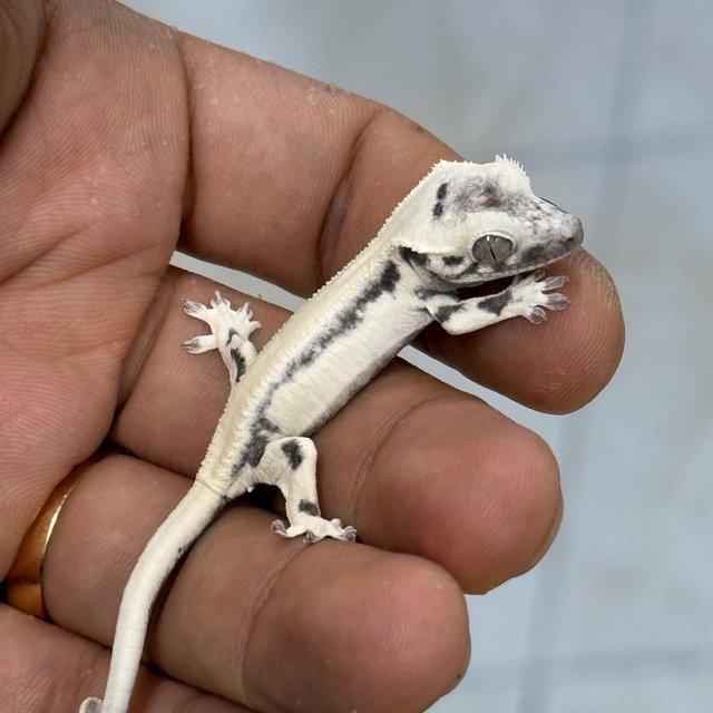 Axanthic LW Sable