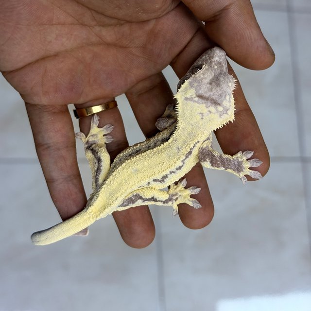 100% Het Axanthic LW Sable