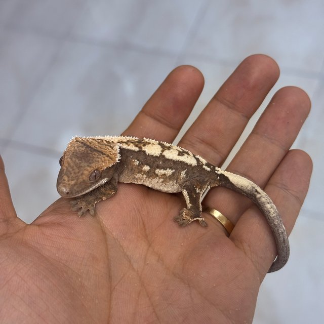 세이블 100%헷아잔틱