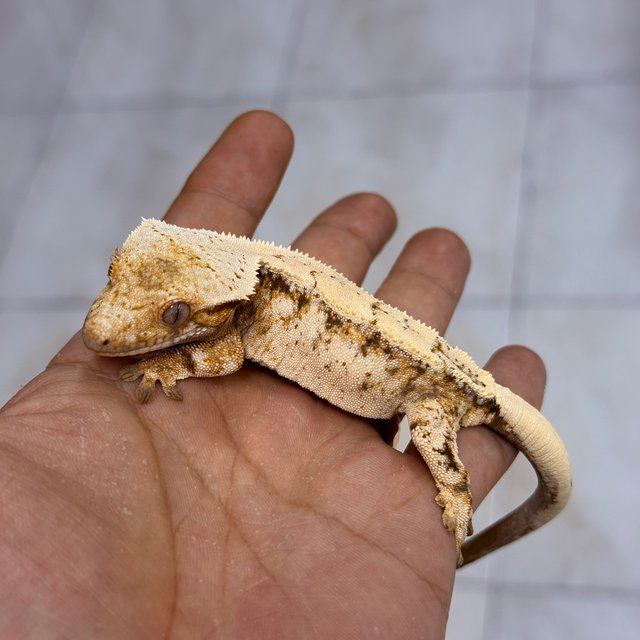 Sable