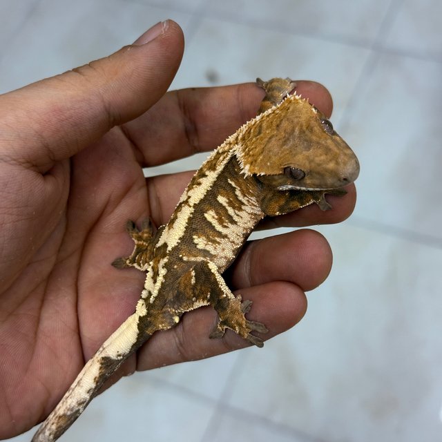 Sable 100% Het Axanthic