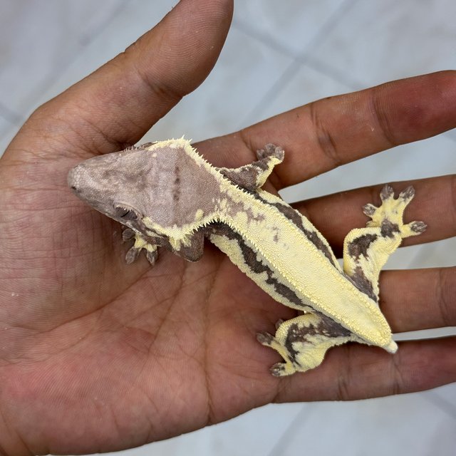LW Sable 100% Het Axanthic