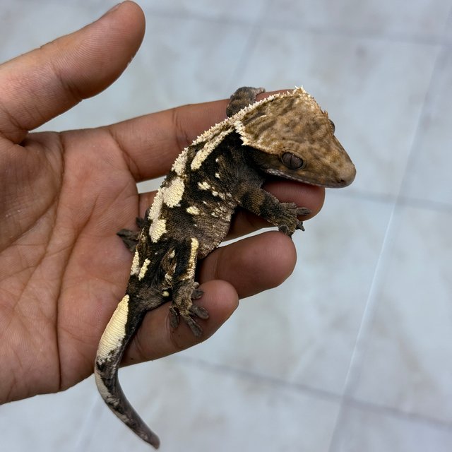 세이블 100%헷아잔틱