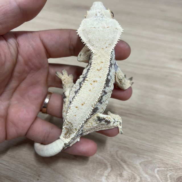 노멀 핀스트라이프 쿼드 풀핀