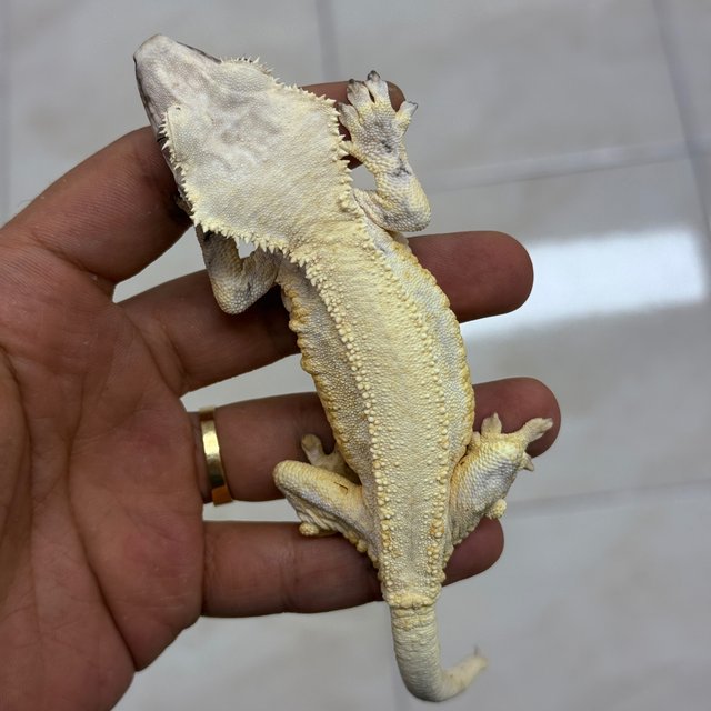 Lilly White