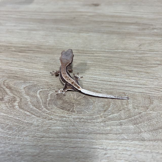 프라푸치노