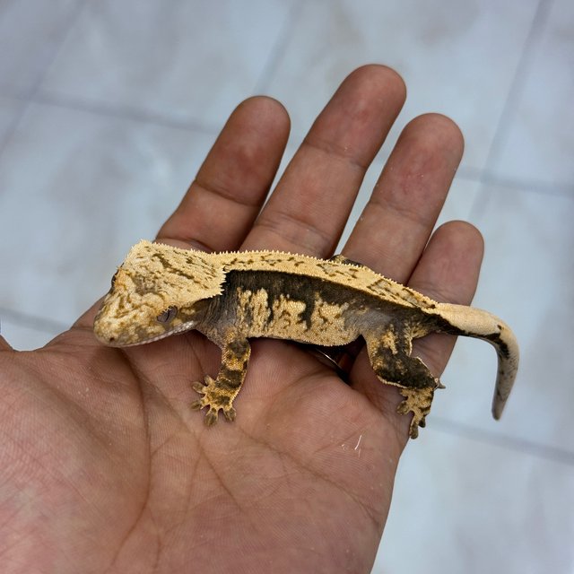 Normal 100% Het Axanthic
